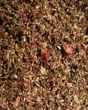 Lavender Tranquility contains a blend of all certified organic herbs of Lavender, Red Clover and Hops. THIS BLEND SUPPORT, PROTECTS, ANTI-BACTERIAL, TONIC, RESTORATIVE, STRENGTHENING NOURISHING, TRACE MINERALS, CLEANSING, VITAMIN C